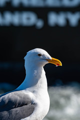 Closeup shot of a seagull while resting on a beach