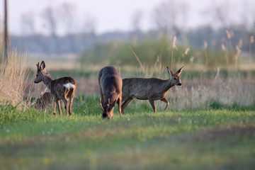 Rehwild im Frühjahr