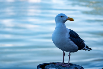 Closeup shot of a seagull while resting on a beach