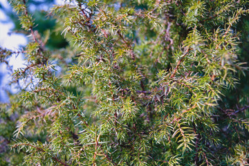Green Juniper branches on a blurry background close-up.