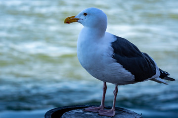Closeup shot of a seagull while resting on a beach