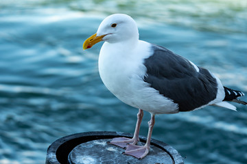 Closeup shot of a seagull while resting on a beach