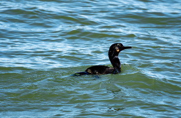 double-crested cormorant is a member of the cormorant family of seabirds