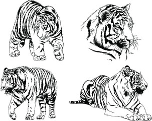 set of vector drawings on the theme of predators tigers are drawn by hand with ink tattoo logos