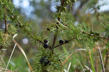 Wacholder, Juniperus, mit reifen Beeren (blau) unreifen, grünen Beeren