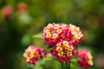 Obraz premium Close-up view of Spanish Flag or Lantana camara, common lantana.