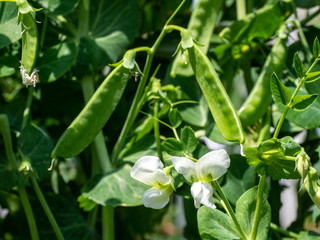 スナップエンドウの花　家庭菜園