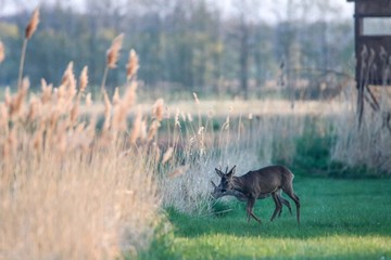Rehwild im Frühjahr