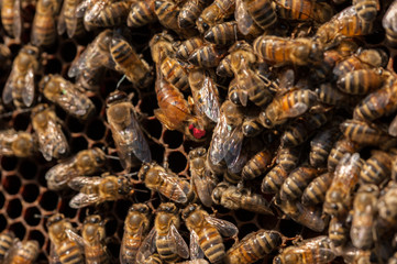 Close up of flying bees. Wooden beehive and bees.Insect