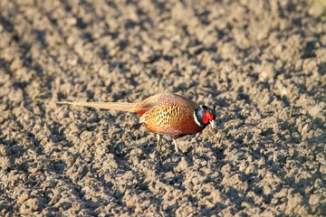 Fasan in freier Natur