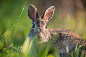 Wild rabbit in the grass, close up with the sunset light.