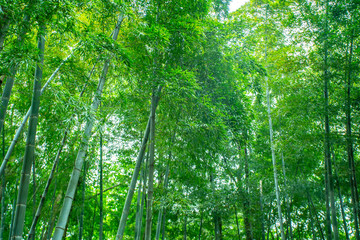 Plakat Sunshine and green bamboo forest
