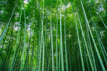 Sunshine and green bamboo forest