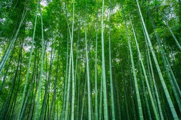 Rolgordijnen Sunshine and green bamboo forest © 昊 周