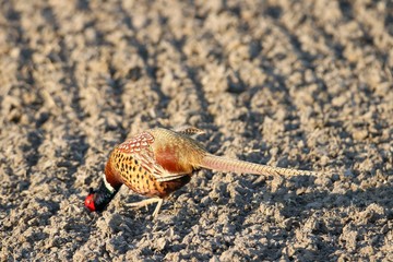 Fasan in freier Natur
