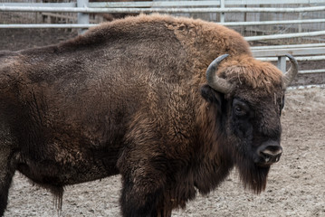A powerful European bison surveys its territory.