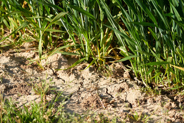 Pflanzen wie Getreide, Roggen, Weizen, auf zu trockenem Boden im April ohne Regen aufgrund Klimawandel