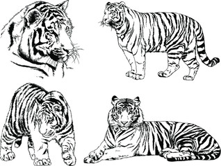 set of vector drawings on the theme of predators tigers are drawn by hand with ink tattoo logos