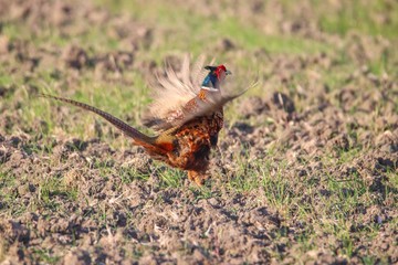Fasan in freier Natur