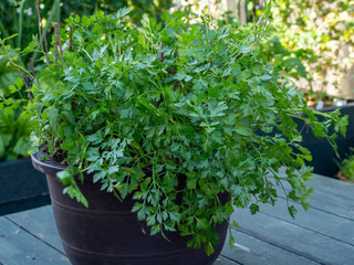 家庭菜園　イタリアンパセリ