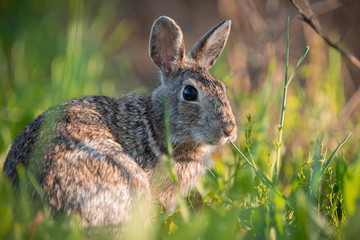 Wild rabbit in the grass, close up with the sunset light.