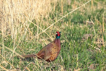 Fasan in freier Natur