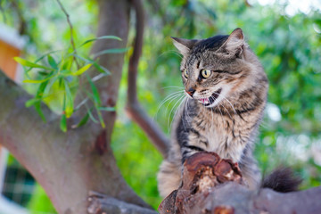 Naklejka na ściany i meble Tabby cat hissing on a tree