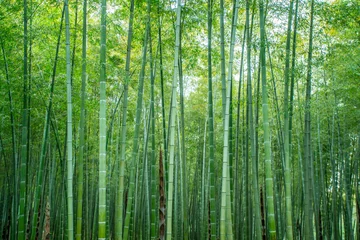 Foto op Plexiglas Zonneschijn en groen bamboebos © 昊 周