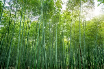 Zelfklevend Fotobehang Sunshine and green bamboo forest © 昊 周