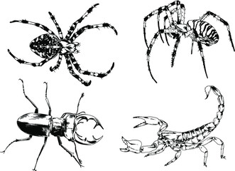 vector drawings sketches different insects bugs Scorpions spiders drawn in ink by hand , objects with no background