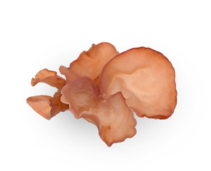 Fresh jelly's ear , Wood ear, Jelly ear on white background.