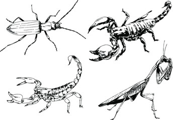 vector drawings sketches different insects bugs Scorpions spiders drawn in ink by hand , objects with no background