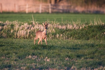 Rehwild im Frühjahr