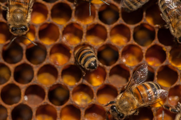 Close up of flying bees. Wooden beehive and bees.Insect