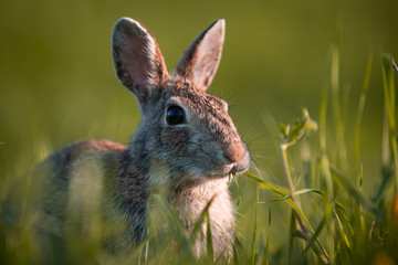 Wild rabbit in the grass, close up with the sunset light.
