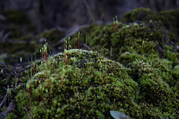 Miniature hills covered with moss