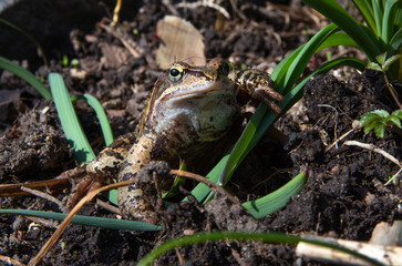 A cheerful and daring frog in the spring garden