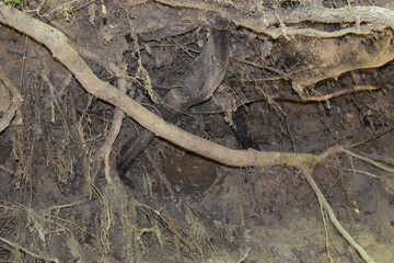 old tree bark