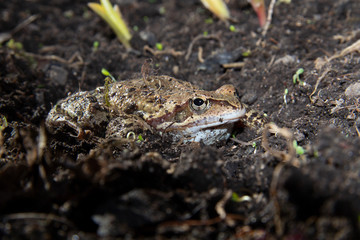 The frog crouched on the damp ground
