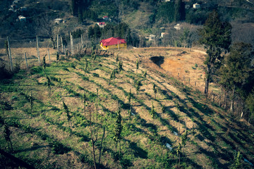 Fototapety na wymiar - Fototapeta24.pl