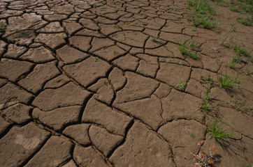 Top view of green grass on cracked mud