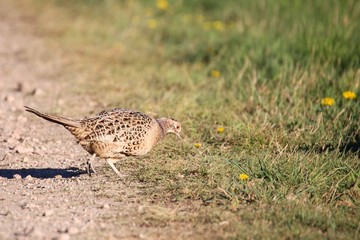 Fasan in freier Natur