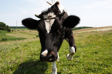 cow