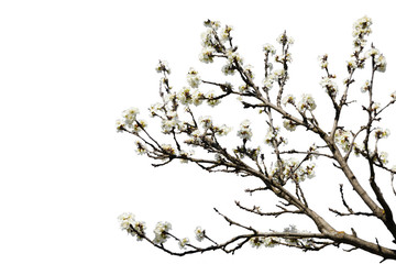 branch of cherry blossom isolated on white background