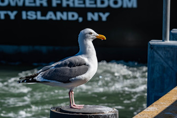 Closeup shot of a seagull while resting on a beach
