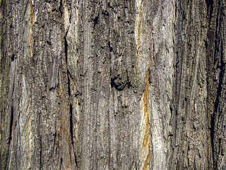 Tree bark close-up