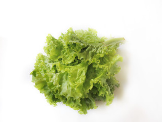 Leafy vegetable - Lettuce. Scientific name - Lactuca sativa. Lettuce is most often used for salads, although it is also seen in other kinds of food, such as soups, sandwiches and wraps.