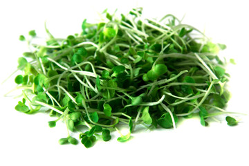 Arugula micro greens sprouts isolated on white background. Healthy eating micro greens concept 