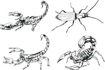 vector drawings sketches different insects bugs Scorpions spiders drawn in ink by hand , objects with no background