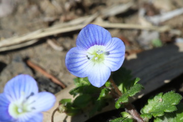 オオイヌノフグリの青い花